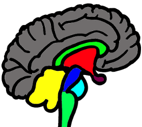 Gehirnforschung
